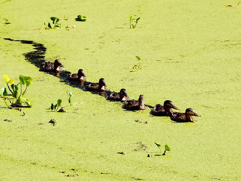 Little ducks, pond, duck, bird, animal, HD wallpaper | Peakpx