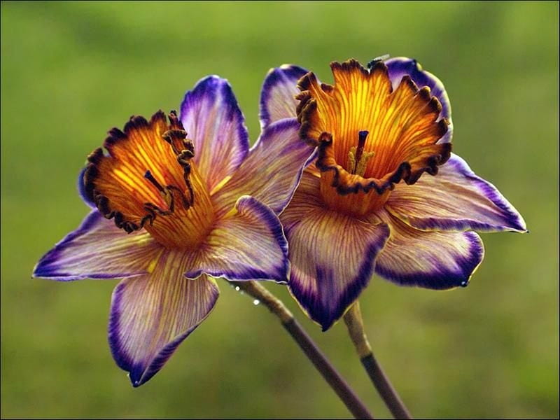 Rare Daffodils-(Unknown Color), Unknown Color, Rare, Daffoidls, Nature, HD wallpaper