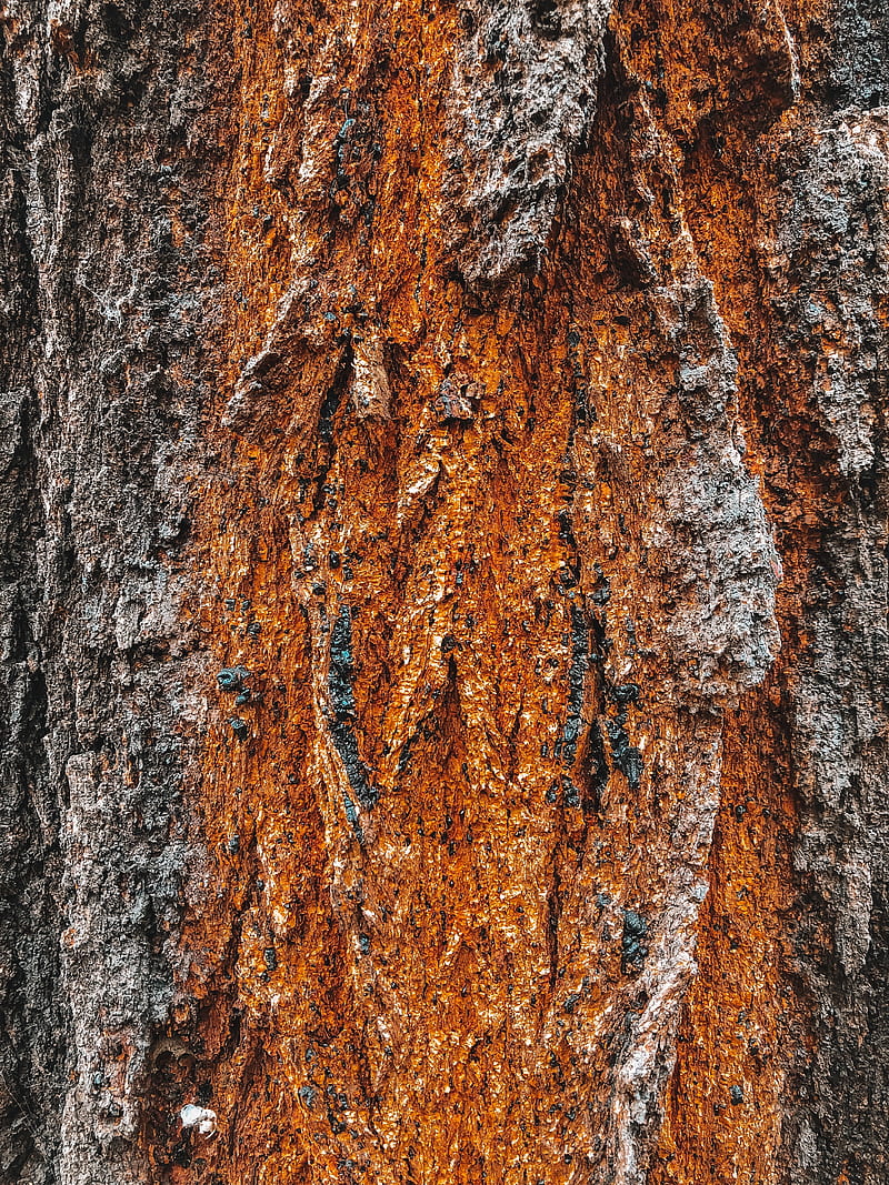 bark, tree, relief, texture, HD phone wallpaper