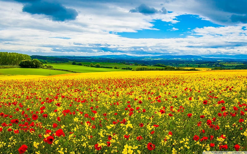 Campo de flores en primavera, campos de flores, paisajes, amapolas, flores,  naturaleza, Fondo de pantalla HD | Peakpx