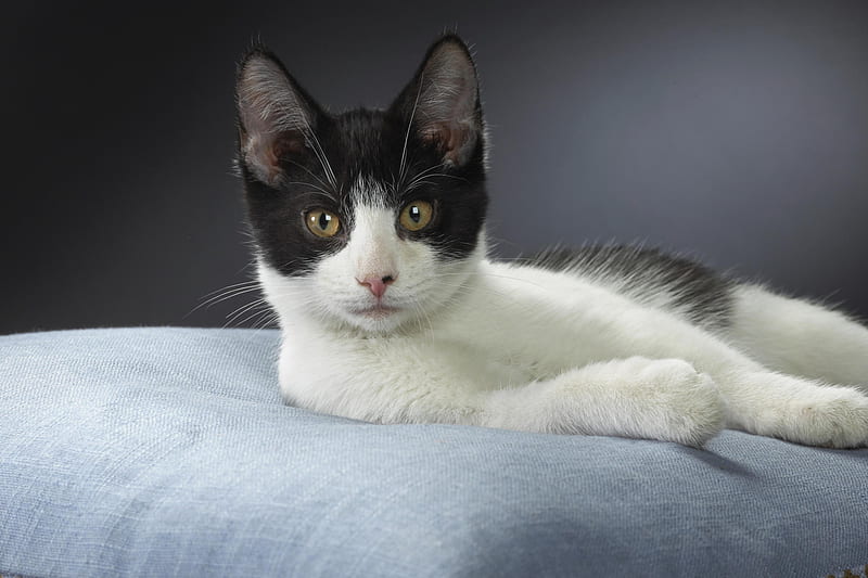 Chester domestic shorthair, feline, cat, kitten, bed, animal, sweet, HD wallpaper