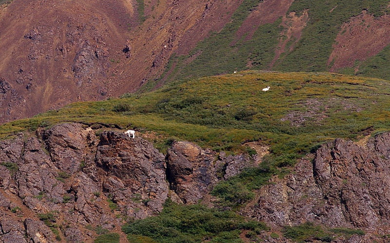 Dall Sheep 2, USA, Alaska, National Park, Denali, wild life, sheep, graphy, dall sheep, wide screen, nature, scenery, landscape, HD wallpaper