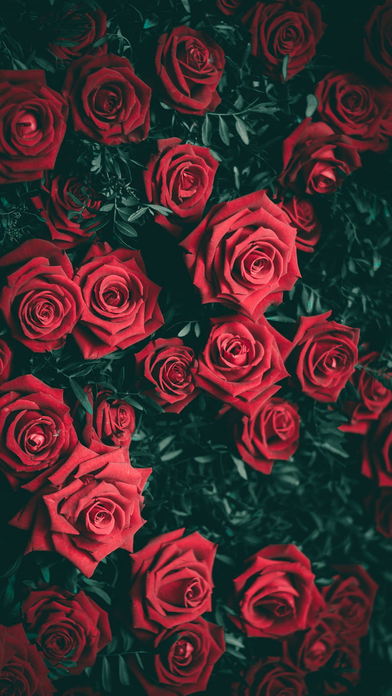 Roses, day, flowers, green, love, red, romantic, rose, valentine, HD phone wallpaper