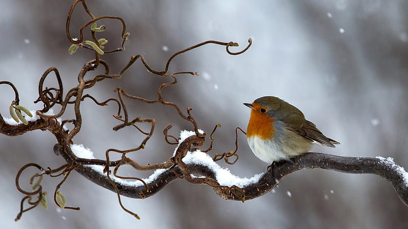 Orange White Robin Bird Is Sitting On Snow Covered Tree Branch Birds, HD wallpaper