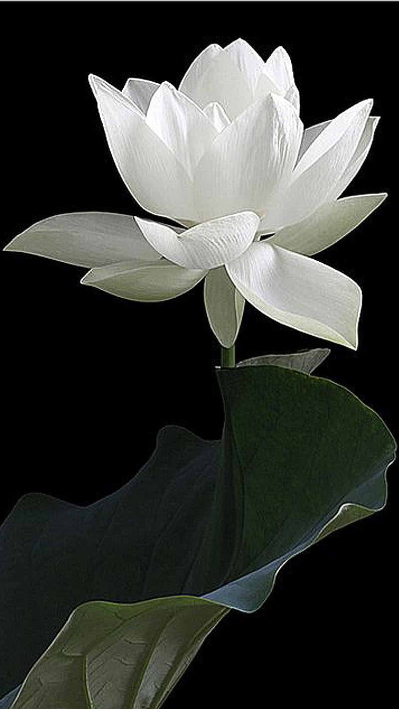 White lotus 2, black, flower, green, leaf, lotus, white, HD phone wallpaper