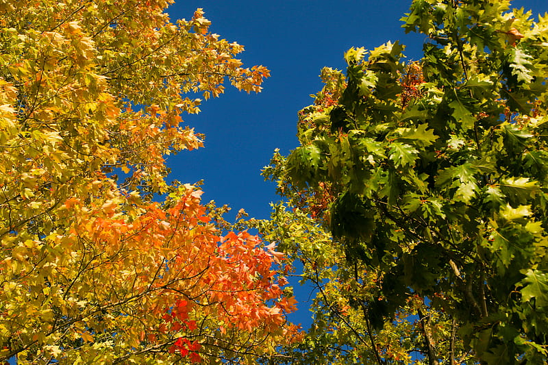 Green and brown maple tree under blue sky during daytime, HD wallpaper ...