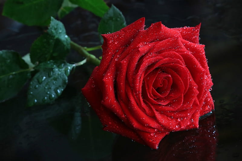 Red Rose Red Rose Water Drops Black Valentine Gorgeous Hd