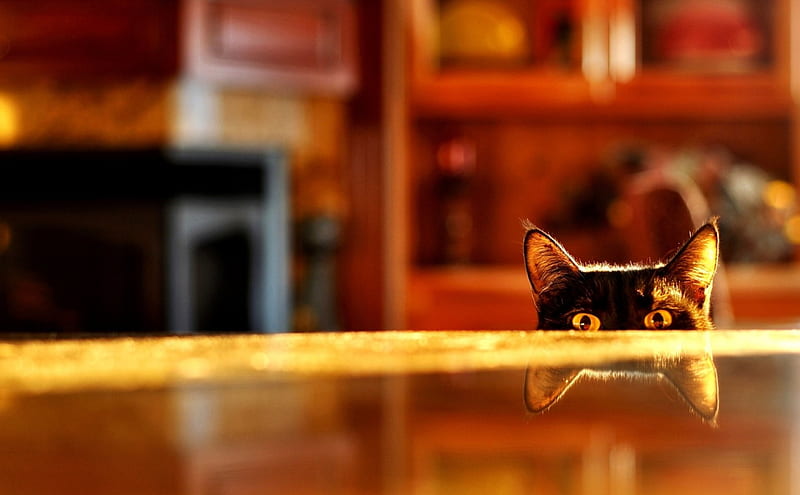 PEEK~ A~ BOO, ears, black, reflection, cat, eyes, looking, HD wallpaper