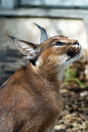 Big Floppa Wallpaper Explore more Animal, Big Floppa, Breed Cat, Caracal,  Cat wallpaper.