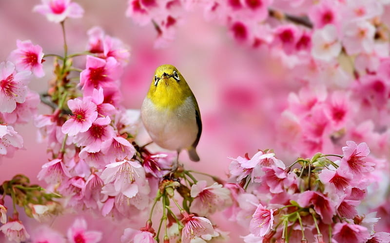 White Eyes Japanese Bird, white eyes, blossom, bird, flowers, trees, animal, cherry, HD wallpaper