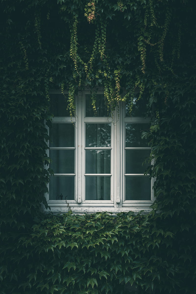 window, ivy, leaves, branches, HD phone wallpaper