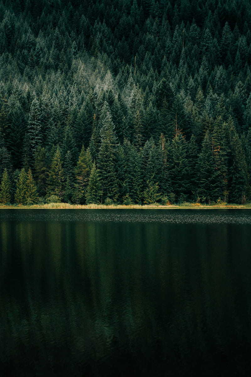 lake, forest, shore, trees, HD phone wallpaper