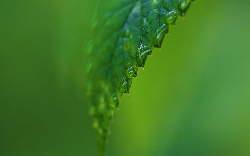 raindrops on a green leaf-Plant macro graphy, HD wallpaper
