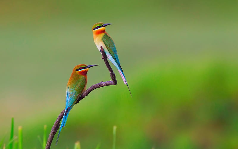 Two Birds On A Branch, HD wallpaper