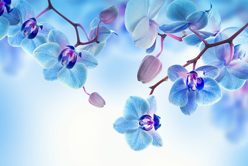 Blue orchids, purple, orchid, flower, white, blue, HD wallpaper