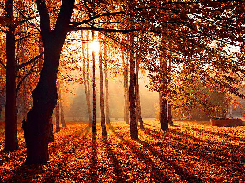 Morning mood, red, forest, fall, autumn, sun, mood, nature, morning, sunbeam, HD wallpaper