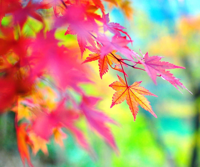 Nature colors, autumn, leaves, tree, HD wallpaper | Peakpx