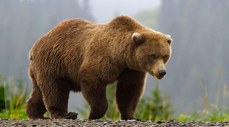 Bearpaper, predators, wild, wildlife, nature, prey, animals, wild animals,  bear, HD wallpaper | Peakpx