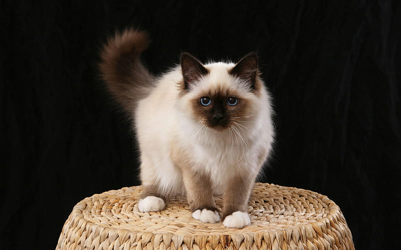Birman Cat fluffy white cat, cute animals, domestic cats, HD wallpaper