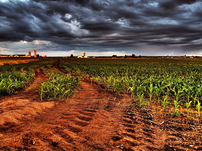 The corn is as high as an elephants eye, corn, fields, sky, gorgeous, HD wallpaper