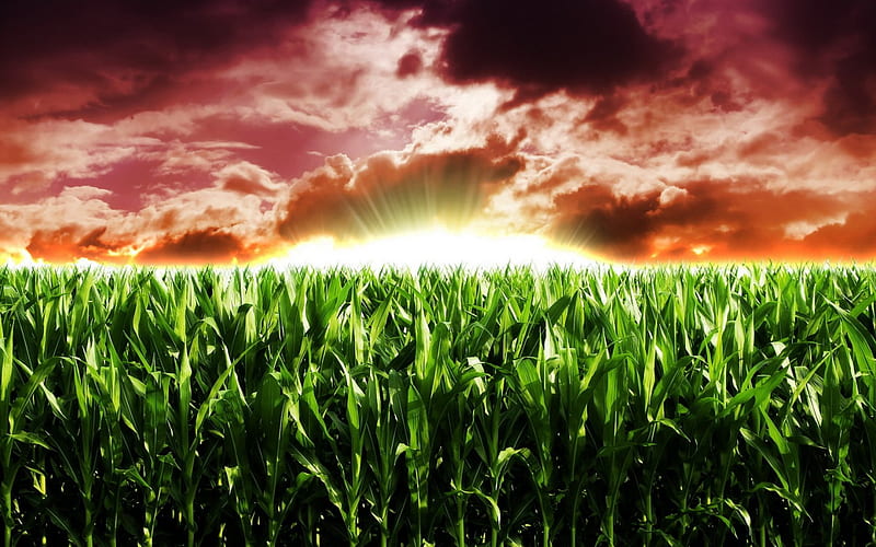 heavenly cornfield, corn, sunset, clouds, field, HD wallpaper