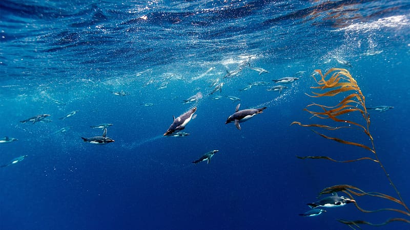 Macaroni penguins Drake Passage Chile Bing, HD wallpaper