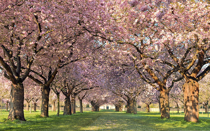 spring orchard-spring Album, HD wallpaper
