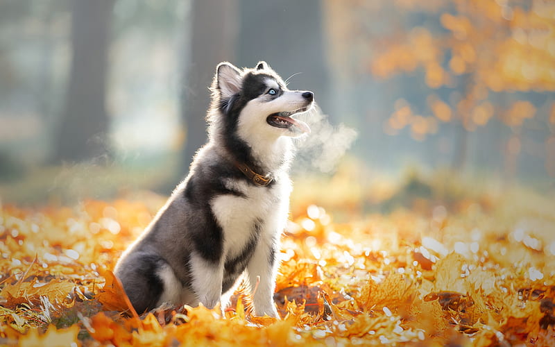 husky, little puppy, autumn, yellow leaves, cute dogs, pets, puppies, dogs, HD wallpaper