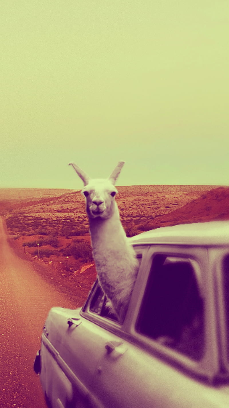 Cruizen Llama, car, cool, desert, odd, vintage, HD phone wallpaper
