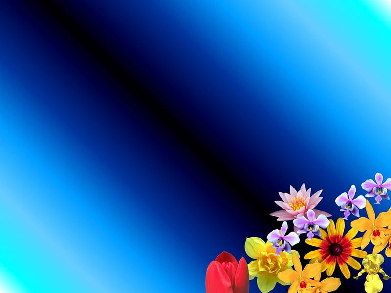 Brighten my day, flowers, light blue, blue, HD wallpaper