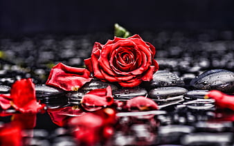 red rose, black stones, water, red roses petals, close-up, rose, red flower, HD wallpaper