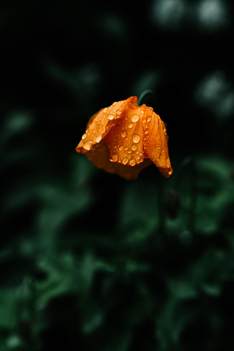 flower, orange, wet, drops, macro, HD phone wallpaper