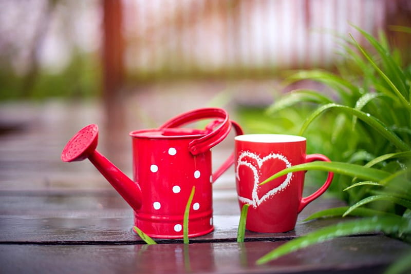 In the Garden, spring time, red, leaves, bokeh, cup, spring, rain, HD wallpaper