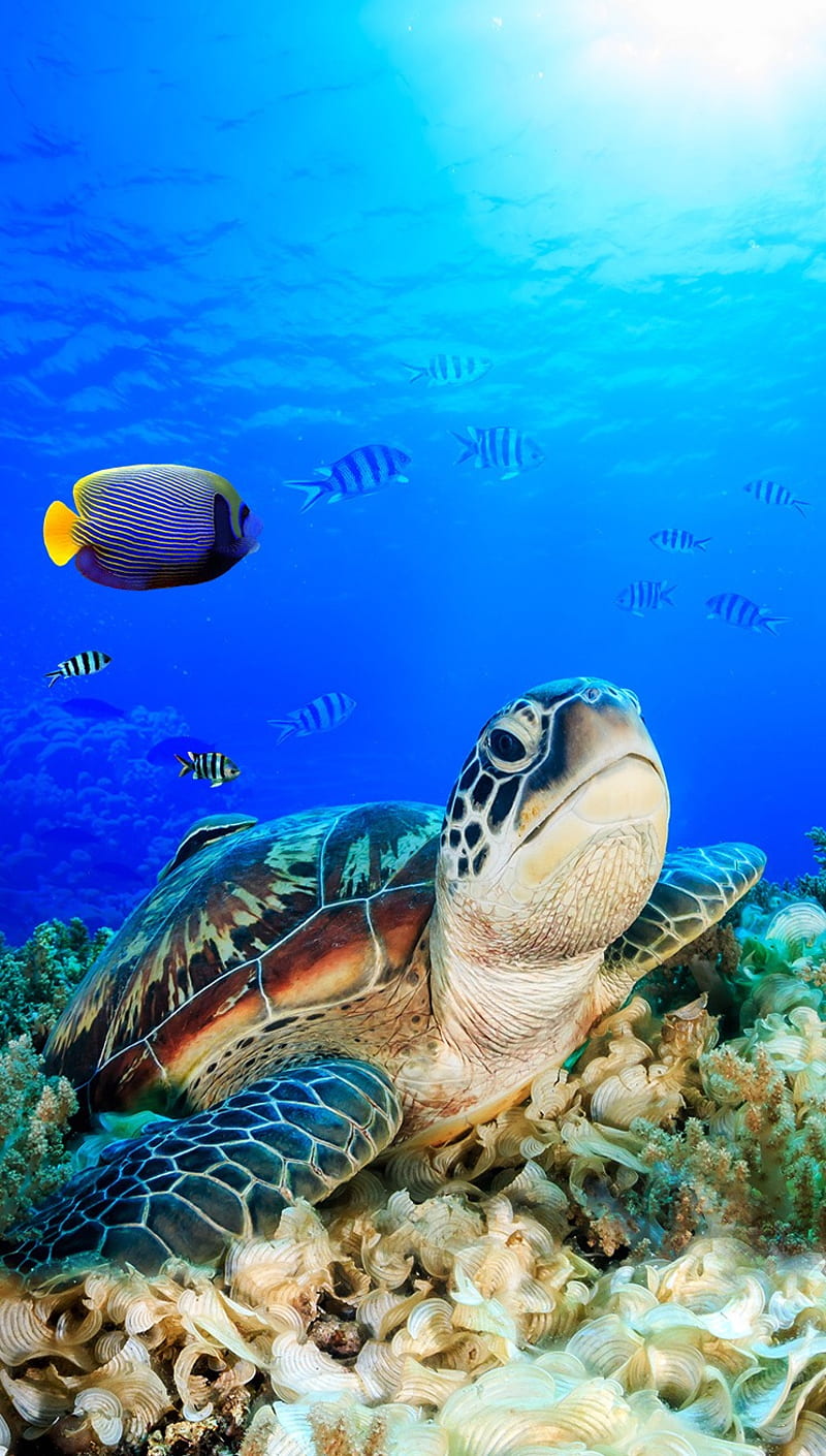 Blue Ocean, fish, nature, paradise, save, sea, sea turtle, turtle, HD phone wallpaper