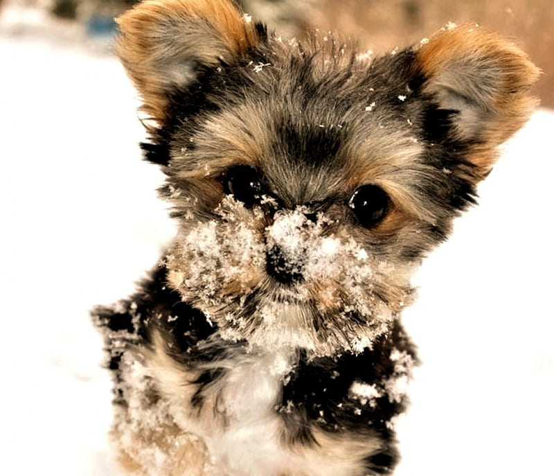 Snow Face, Aimals, Snow, Dog, Winter, HD wallpaper