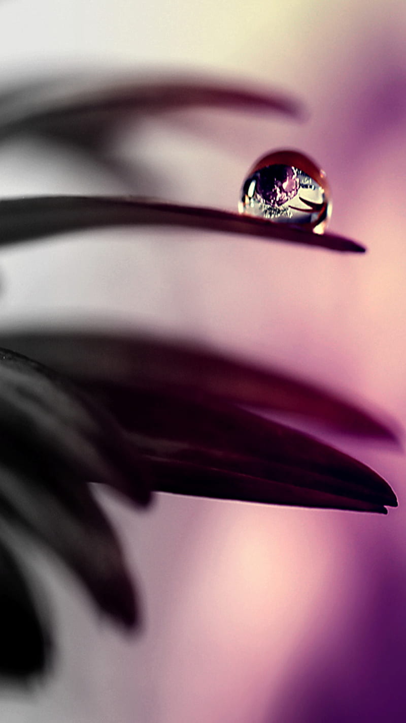 Raindrop, Flower, Hd Phone Wallpaper 