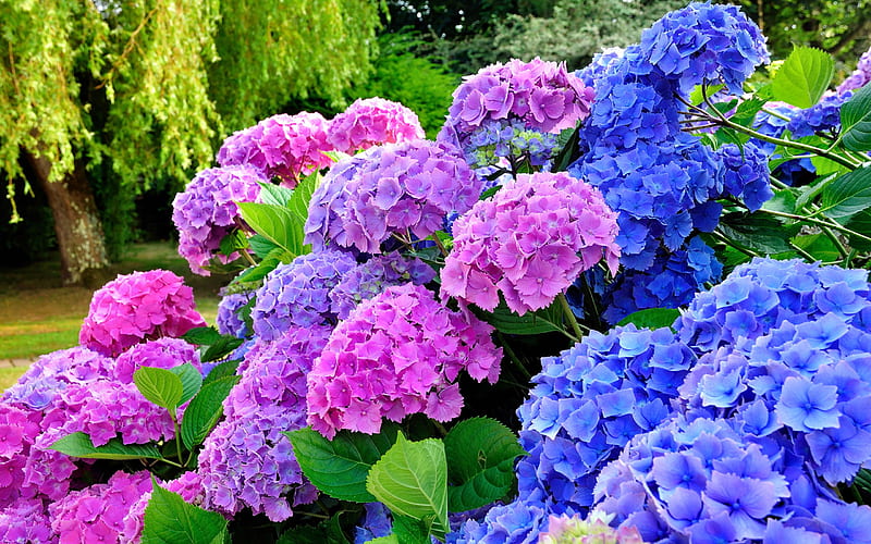 Blue & Pink Hydrangeas, mix, flowers, bonito, nature, pink, blue, pretty, hydrangea, plants, bush, summer, HD wallpaper