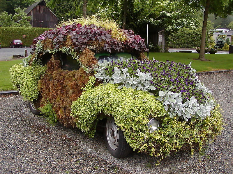 Lovebug eco friendly car, low milage, gas saver, roots, automobiles - volkswagen, ecofriendly, flowerbed, wheels, HD wallpaper