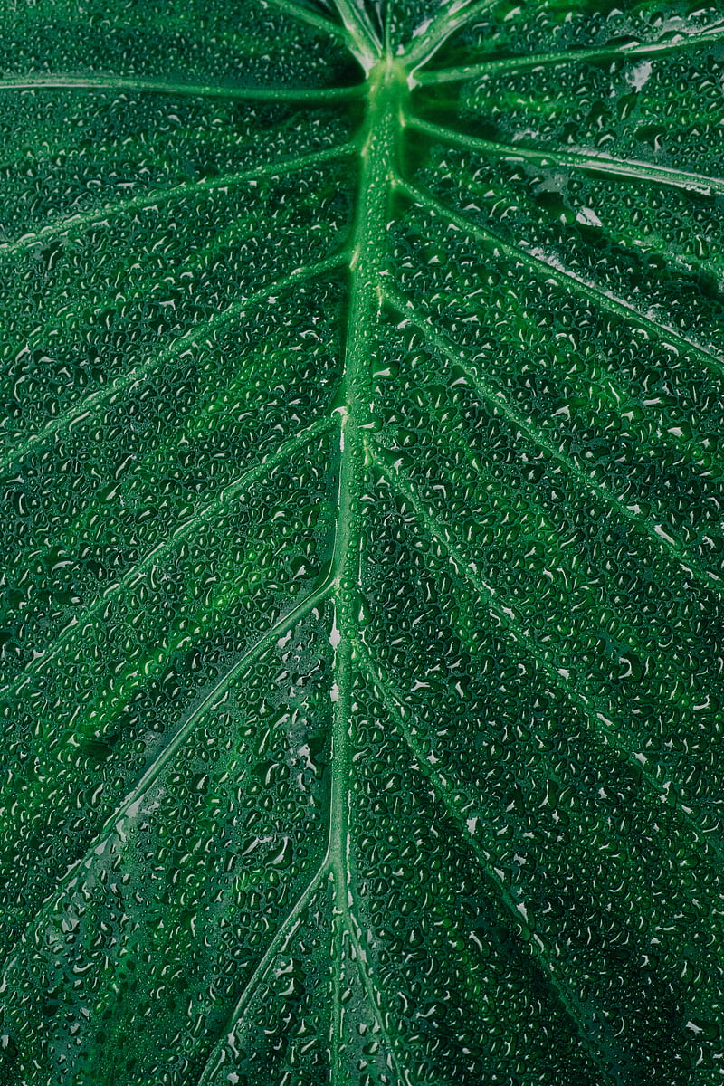 Close-up graphy of Dewdrops on Leaf, HD phone wallpaper
