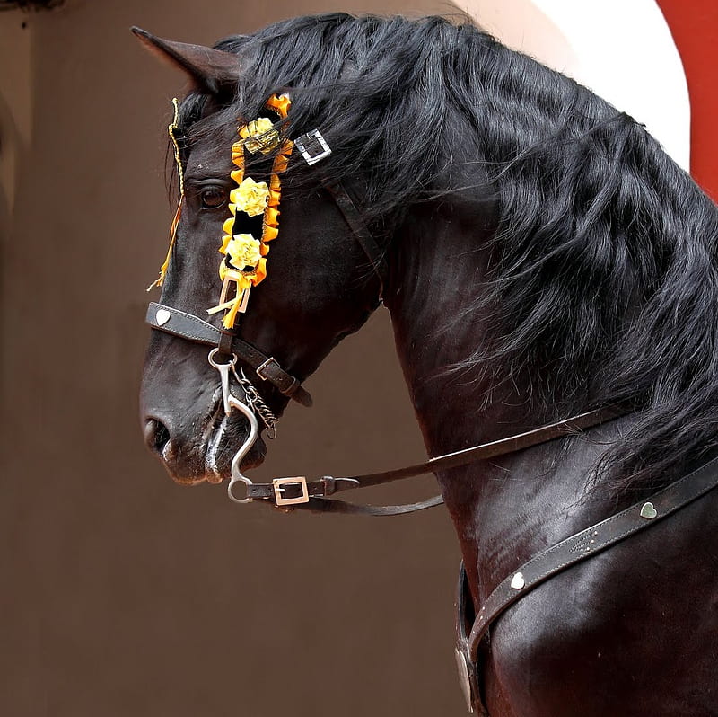 Headshot of a Spanish Stallion, black, andalusian, horses, spanish, HD wallpaper