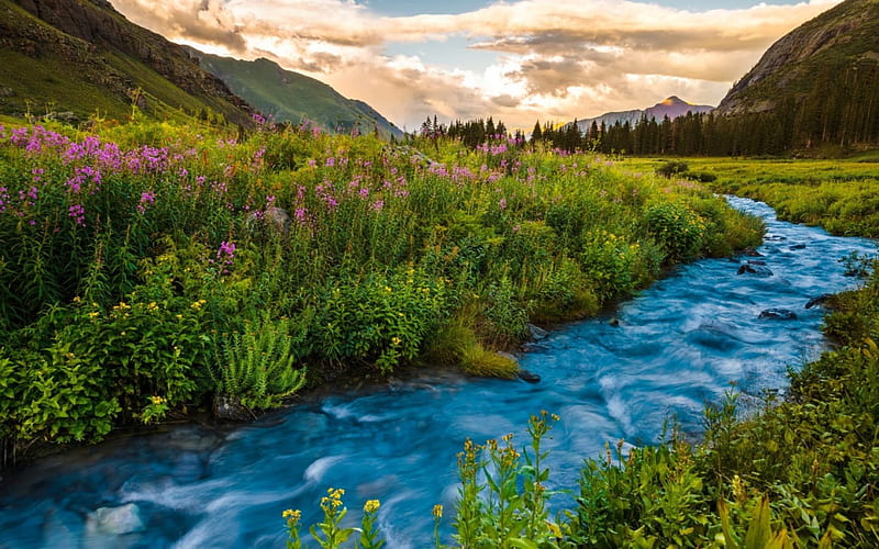 Colorado flowers, stream, grass, bonito, creek, mountain, Colorado, flowers, river, landscape, HD wallpaper