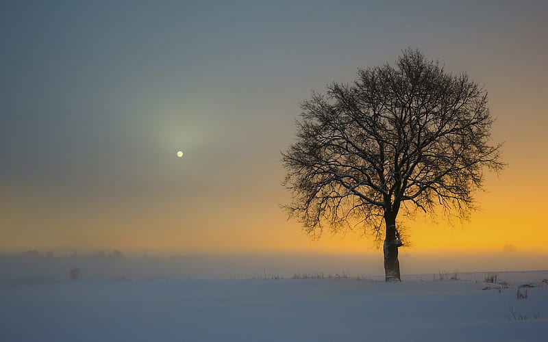 tree, fog, winter, field, landscape, HD wallpaper