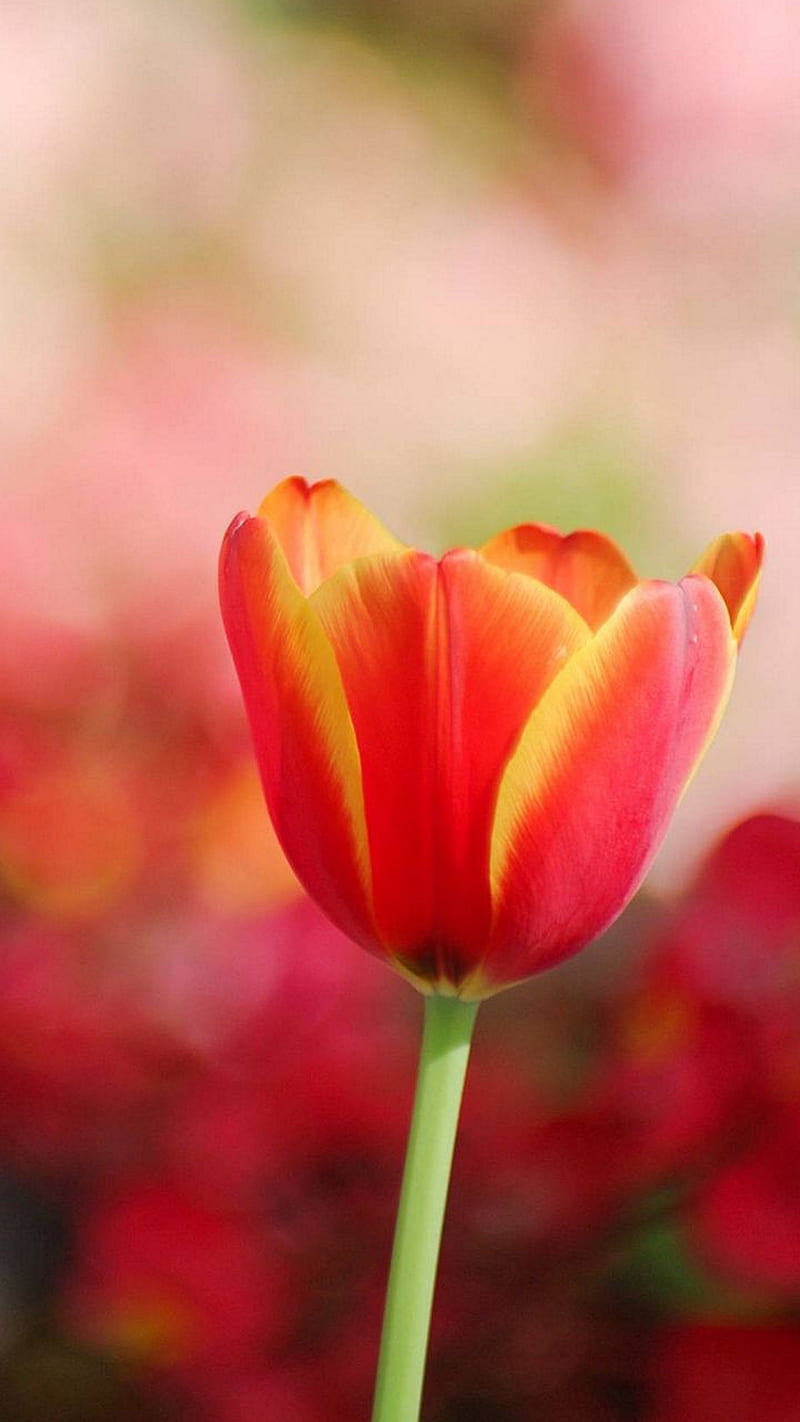 Tulip , flower, colors, orange, yellow, HD phone wallpaper