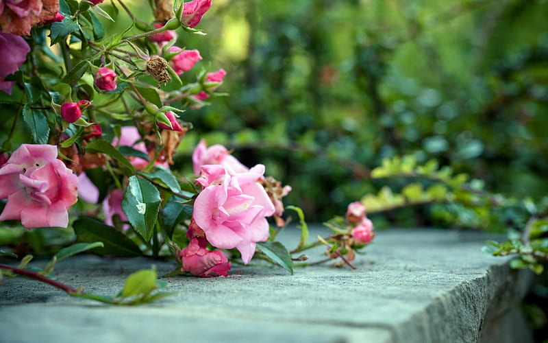 Rosa rosa, flor, naturaleza, rosa, rosa, Fondo de pantalla HD | Peakpx