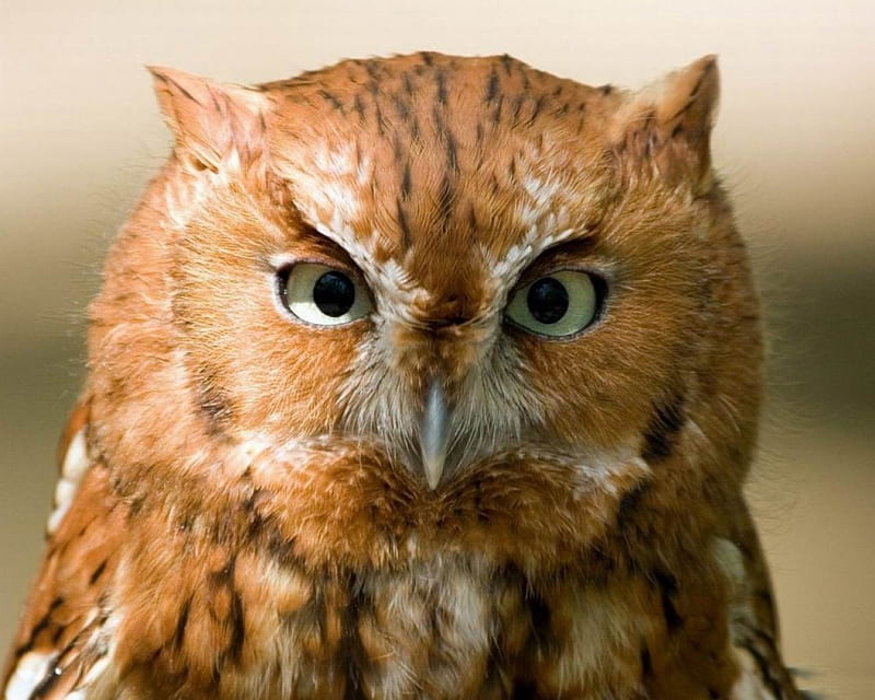 *** OWL ***, oczy, zwierzeta, sowa, ptaki, HD wallpaper