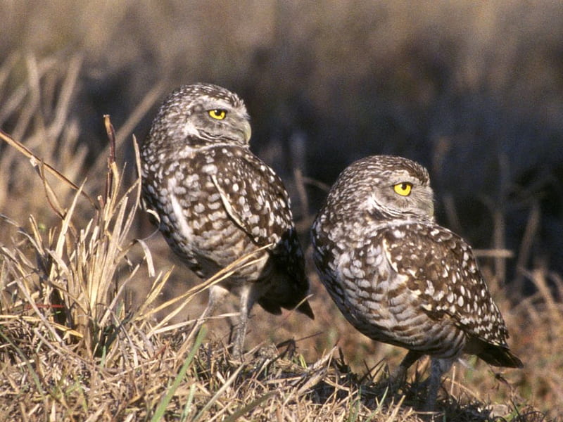 Burrowing-Owls, burrowing, cool, owls, HD wallpaper