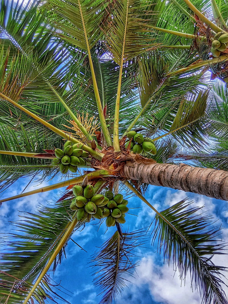 Ceylon Coconut, beach, galle, palm, sand, shore, sri lanka, tree, tropical, HD phone wallpaper