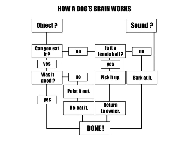 How a dogs brain works, lol, fun, funny, dog, brain, HD wallpaper