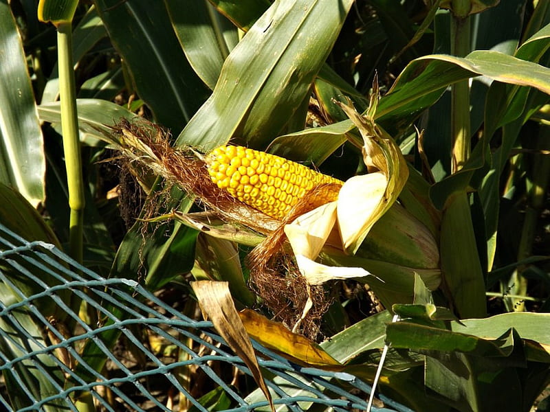 ear of corn, corn, cob, green, yellow, HD wallpaper