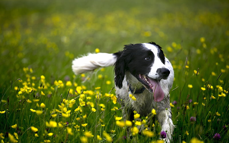 Border Collie, lawn, pets, cute animals, flowers, black border collie, dogs, Border Collie Dog, HD wallpaper
